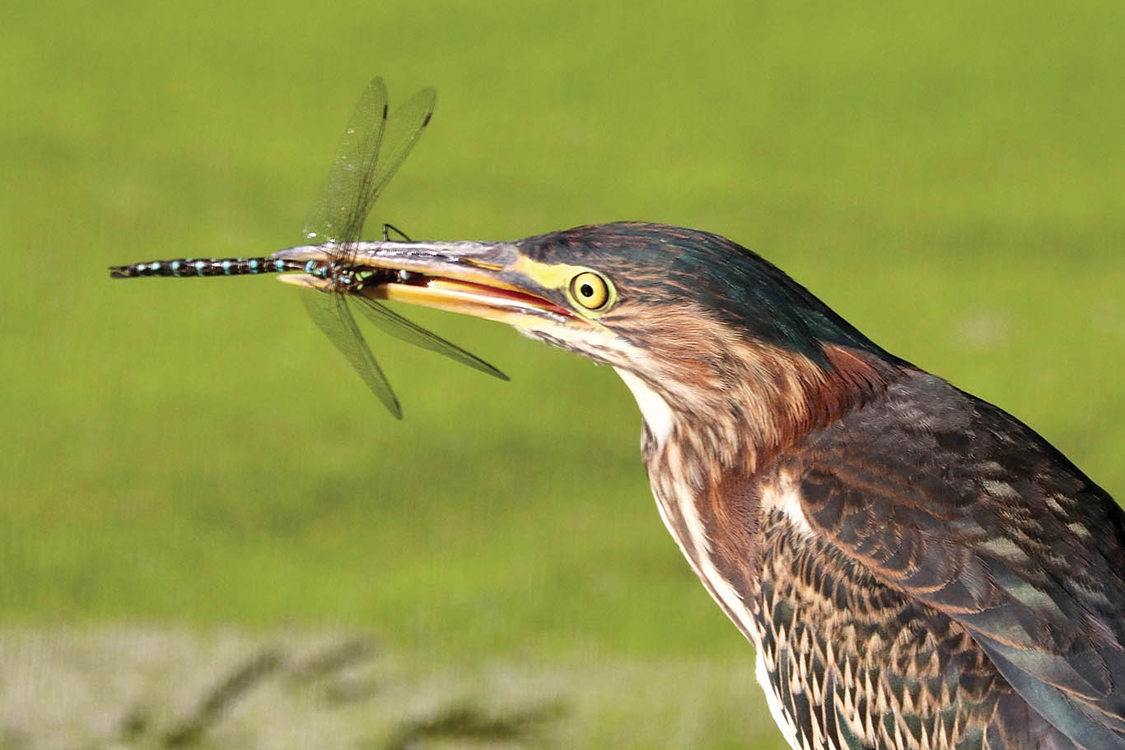 A green heron snaps a dragonfly as big as its beak.