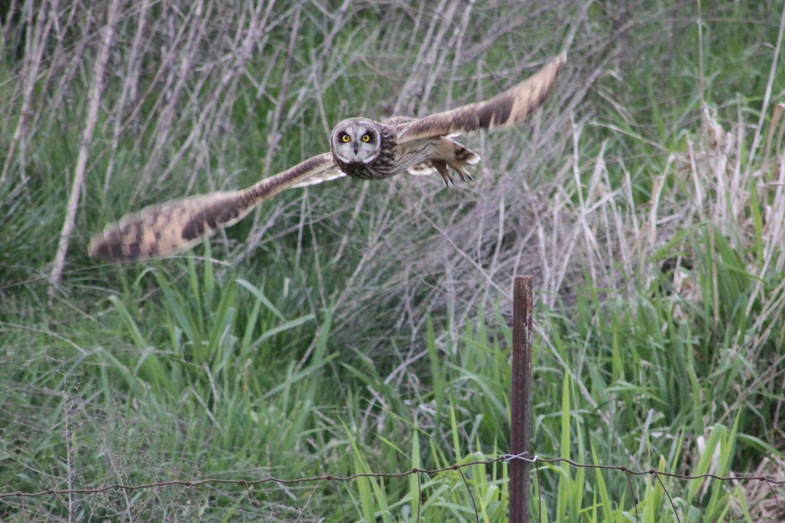 Short eared owl flies straight towards camera.