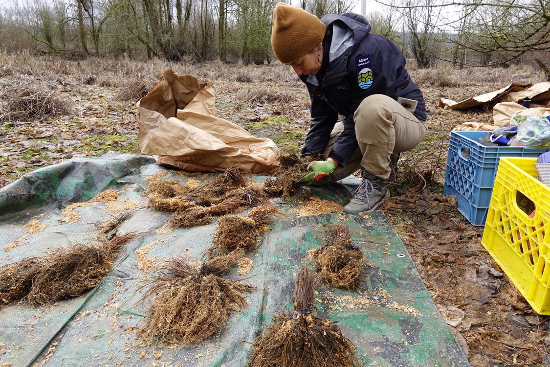Naturalist Jessica Rojas kneels before a tarp covered in bundles of sedges. She holds one bundle in her hands.
