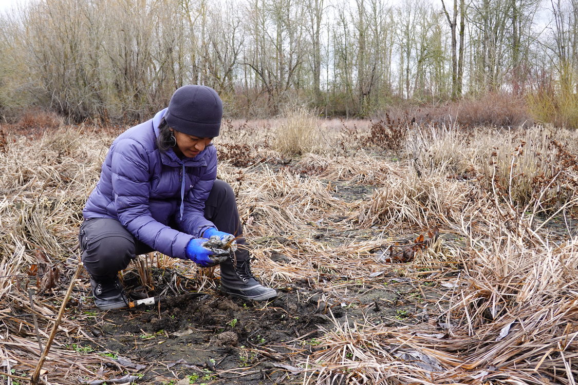 A woman in hat and coat crouches down to plant a sedge at Smith and Bybee Wetlands.