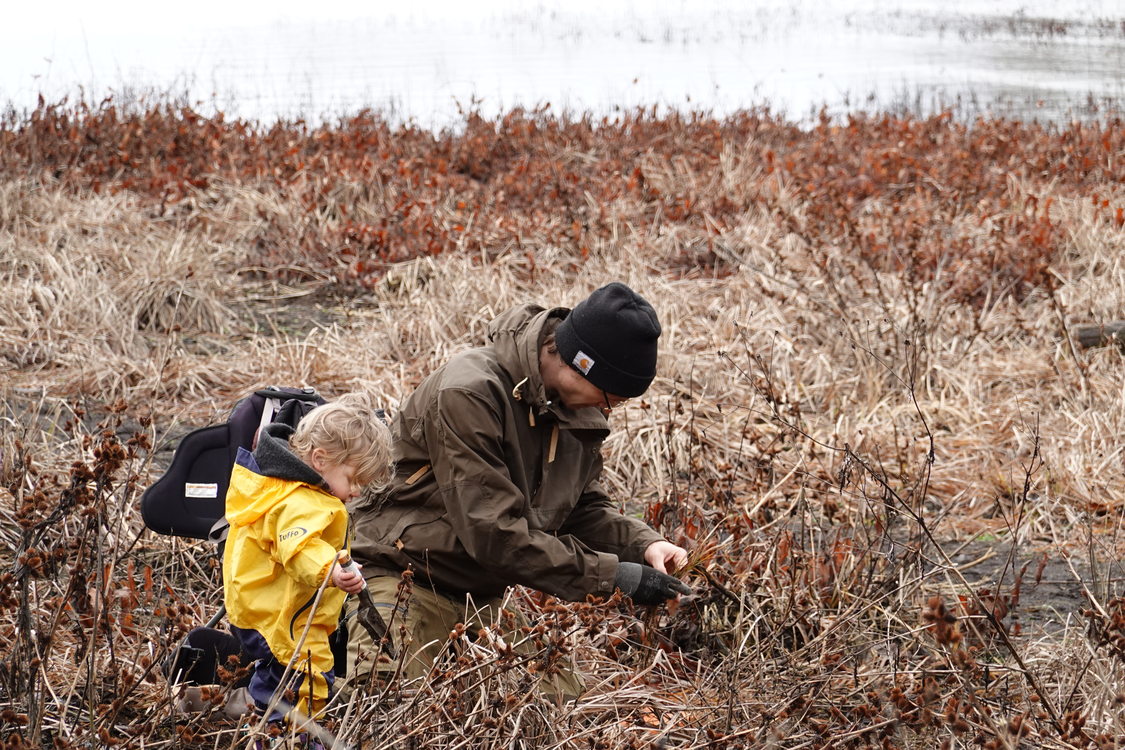 a toddler and father plant sedges at the edge of Bybee Lake