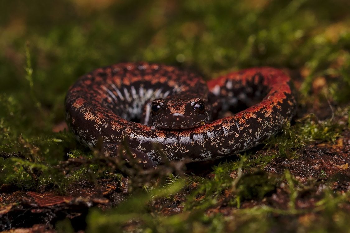 Bronze and black segmented salamander coiled in moss.
