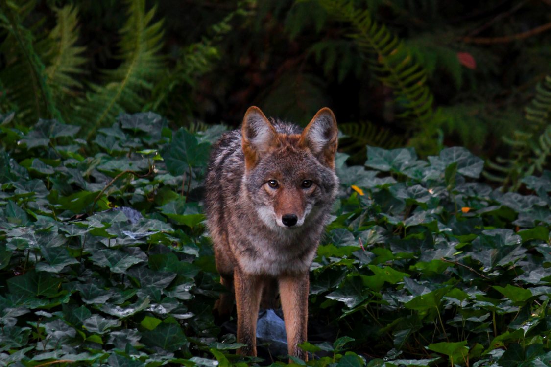 A coyote standing in ivy stares into the camera.
