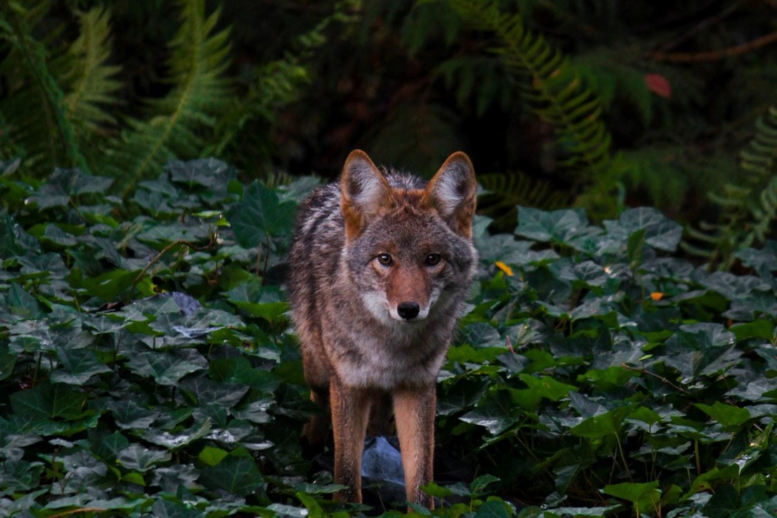 A coyote standing in ivy stares into the camera.