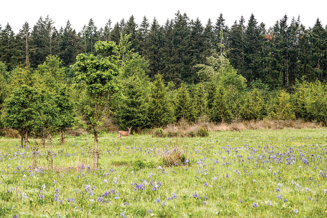 Two deer graze in the oak savanna at Graham Oaks Nature Park. The savanna is lush and green with purple camas flowers. Young evergreen trees are behind the deer, and mature evergreens are behind the young trees.