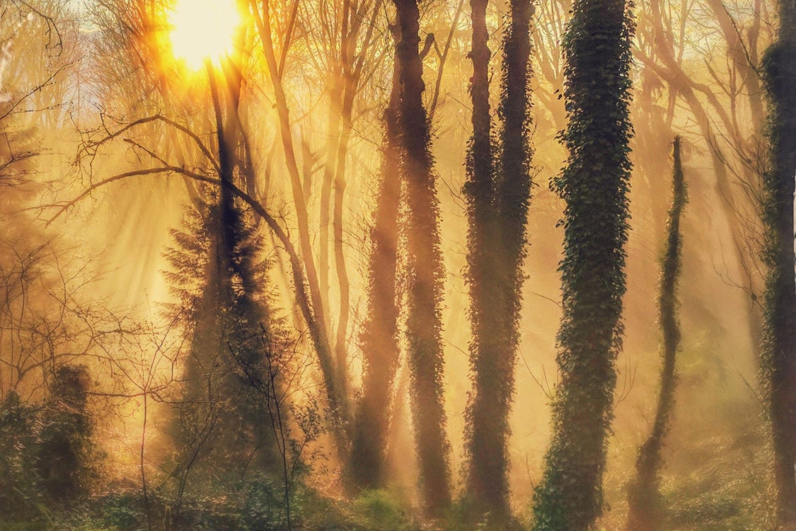 Sunlight filtered through misty forest at Marquam Nature Park