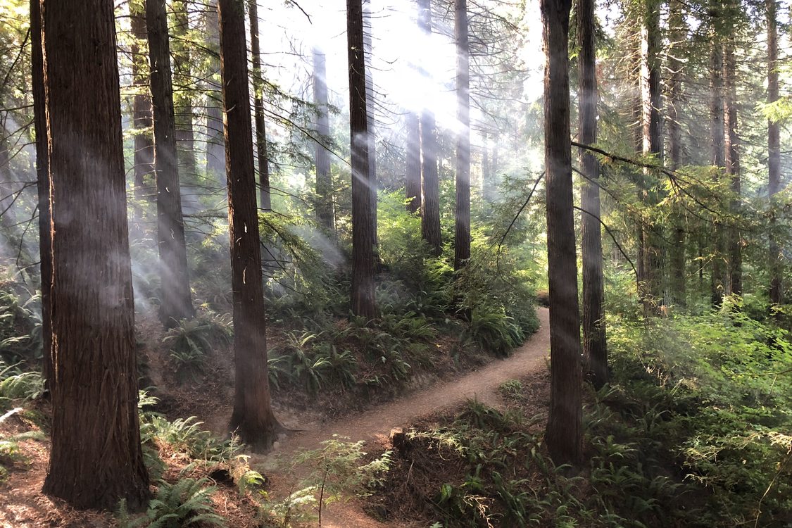 A hiking trail winds through tall evergreen trees as sunlight filters through their branches.