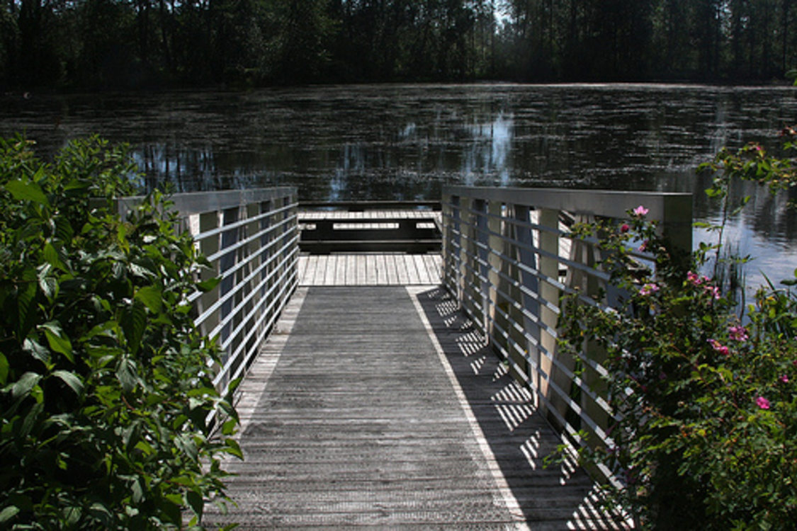 view of Whitaker Pond from top of boardwalk leading down to a wooden viewing platform floating on the pond. The wood is gray and weathered.