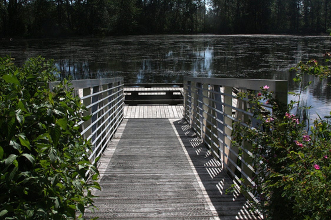 view of Whitaker Pond from top of boardwalk leading down to a wooden viewing platform floating on the pond. The wood is gray and weathered.