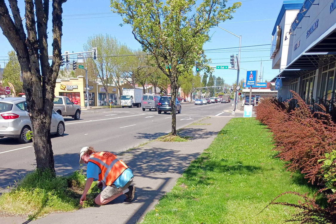 A man in a safety vest takes care of a grassy area below a tree along the busy roadside