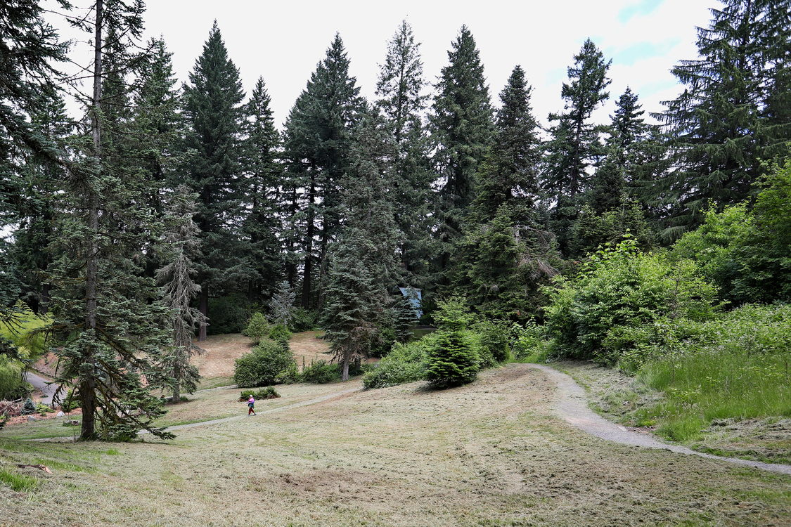 Gravel bristlecone pine trail next to a grassy meadow within Hoyt Arboretum with tall conifers in the distance.