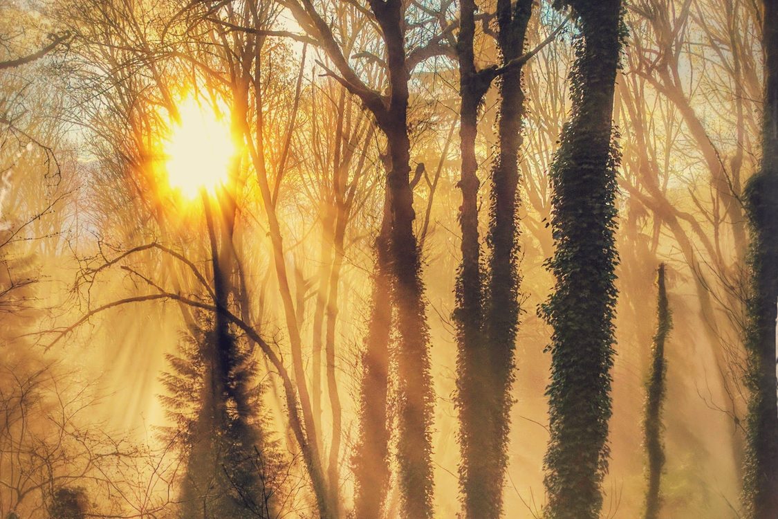 Sun streams through trees in a forest on a misty morning.