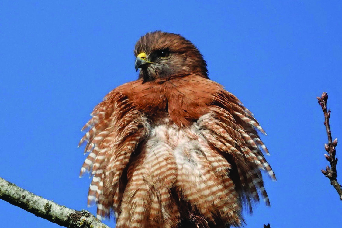 A red-shouldered hawk, with feathers plumed, sits on a branch with the blue sky as the background. 