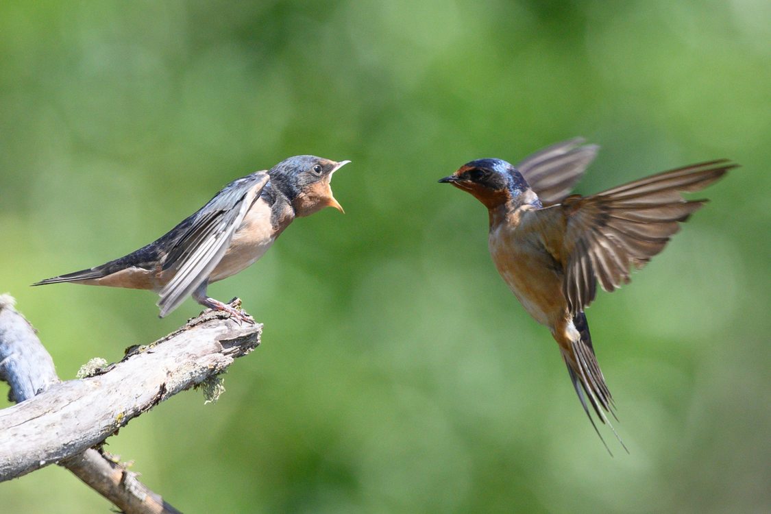 A baby bird, sitting on a branch, opens its mouth wide as a mother bird approaches from the air. 