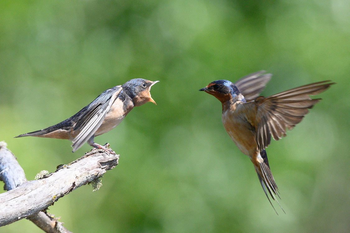 Mother barn swallow bird brings food to her young.