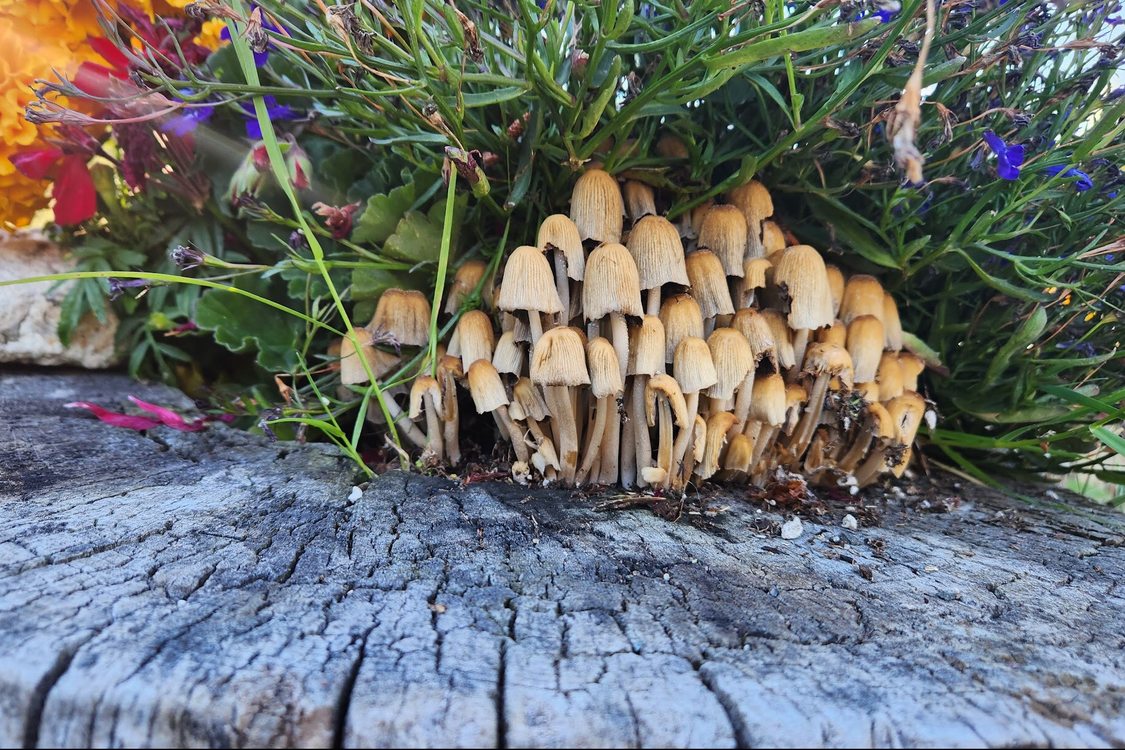 A cluster of small mushrooms, called coprinellus micaceus, grows out of a stump. 