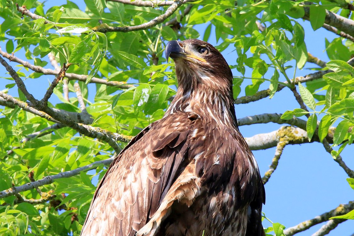 A hawk perched in a tree with blue sky in the background. 