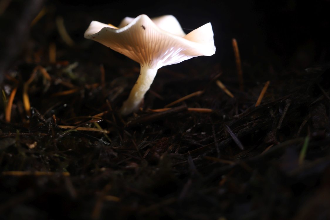 An up-close look at a bright, white mushroom sprouting from the forest floor. 