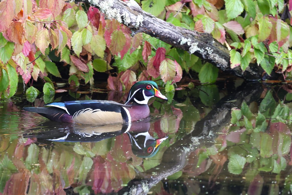 A male wood duck swims between overhanging bushes. 