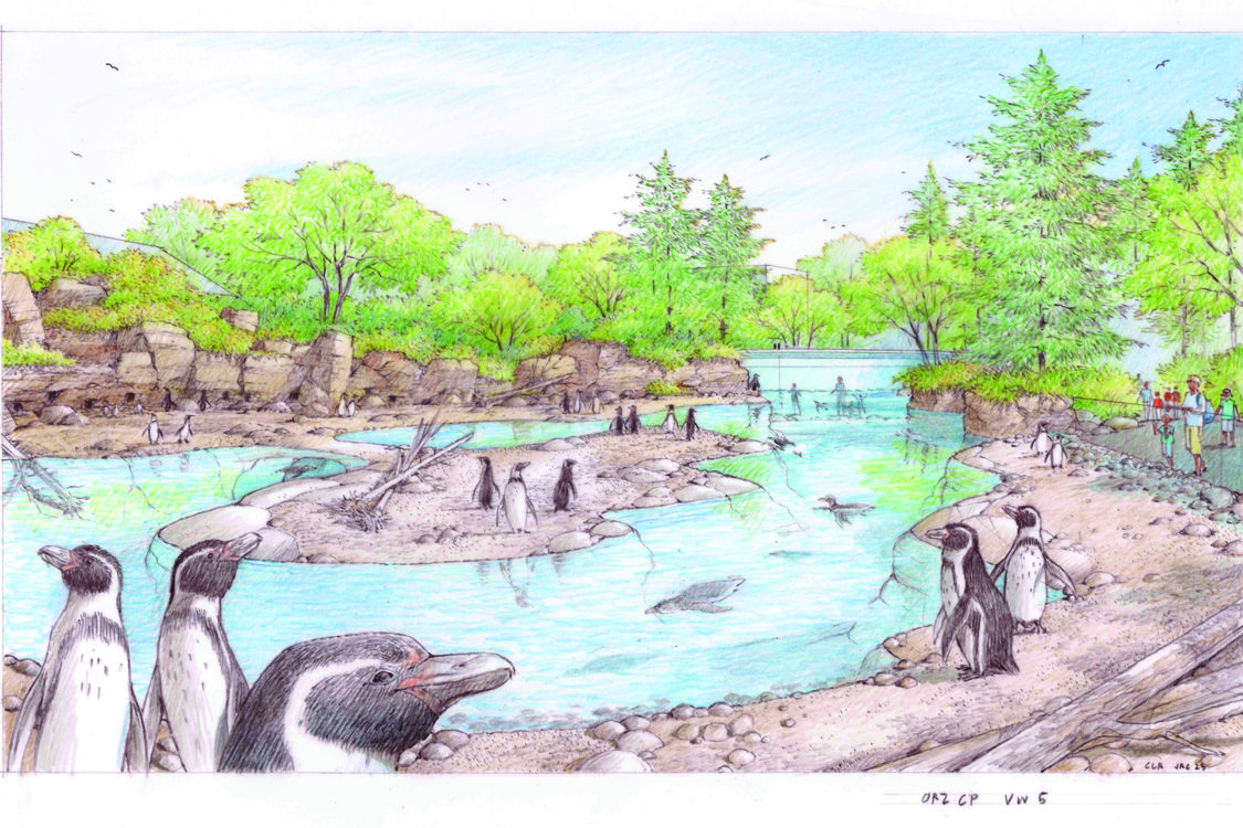 An artist conception shows a new penguin enclosure featuring a large pool with an island in the middle. 