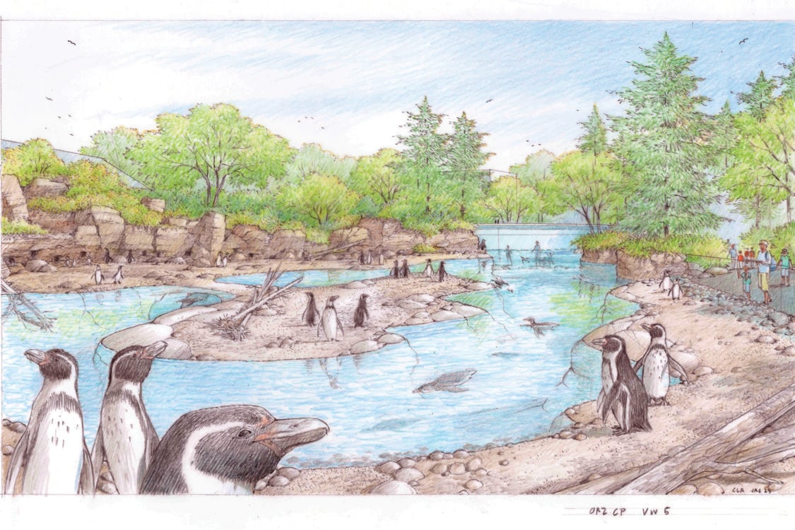 An artist conception shows a new penguin enclosure featuring a large pool with an island in the middle. 