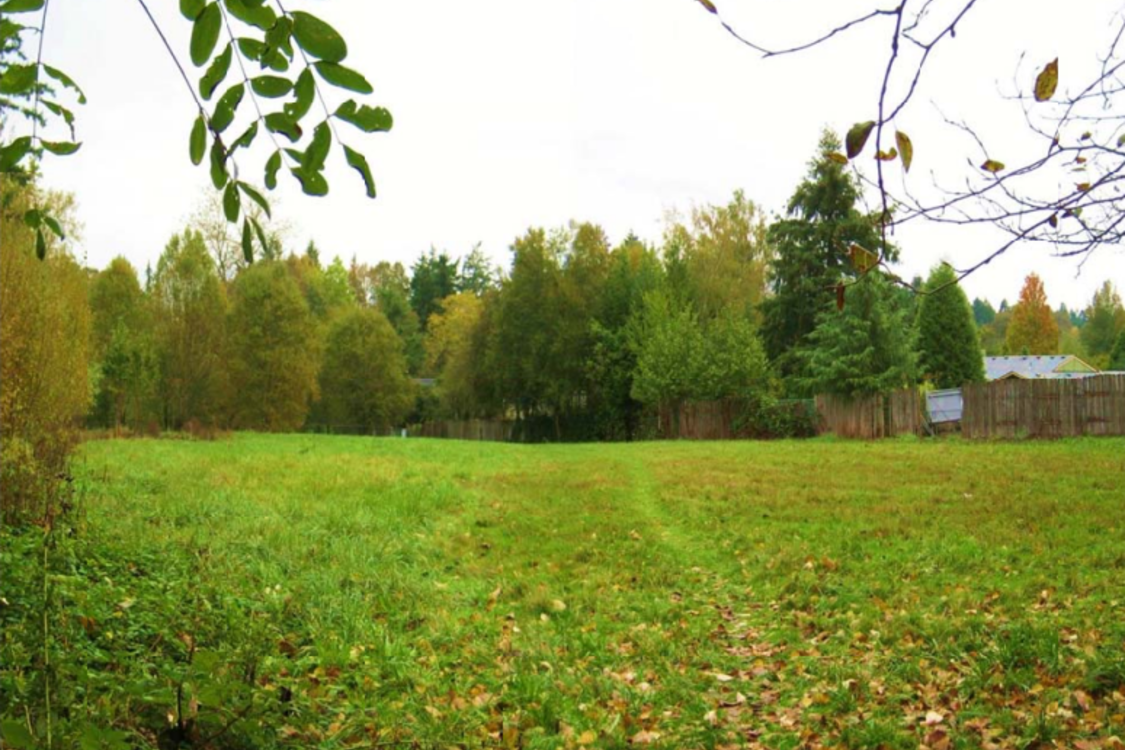 A vibrantly green grass field is littered with fallen leaves. The area is fenced in by a wooden fence and a row of tall trees. 