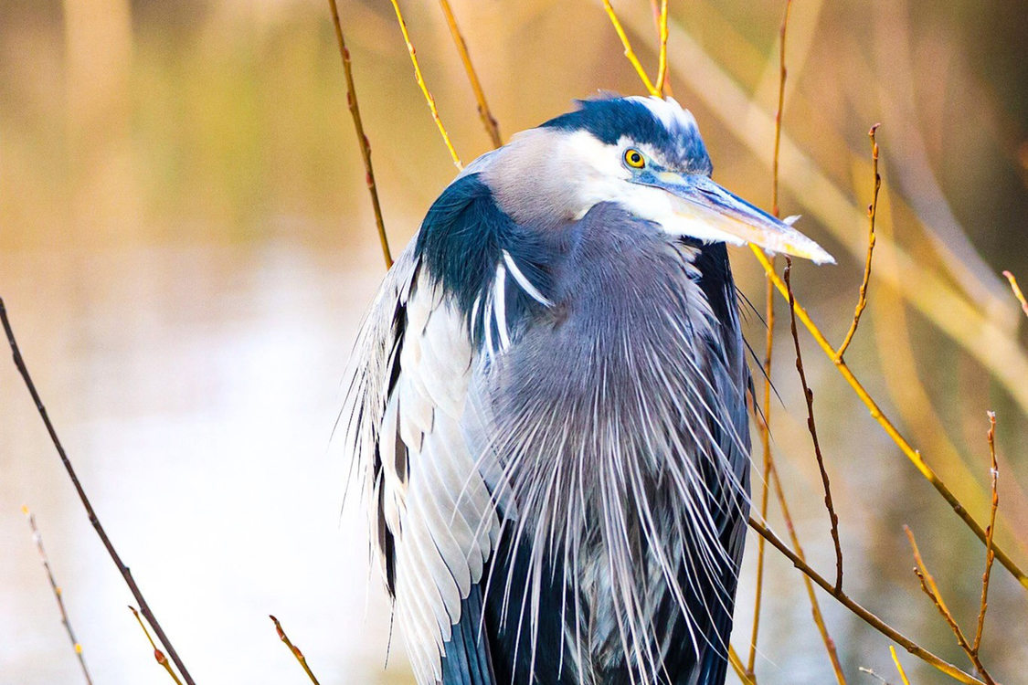 Great Blue Heron stands on one leg at Dawson Creek Park 