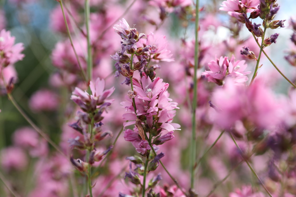 A close-up of the light pink Nelson's checker-mallow, a wildflower found in the Pacific Northwest.