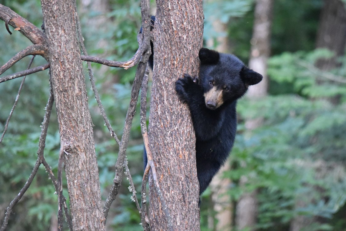  A black bear cub holds onto a tree in a dense forest. 