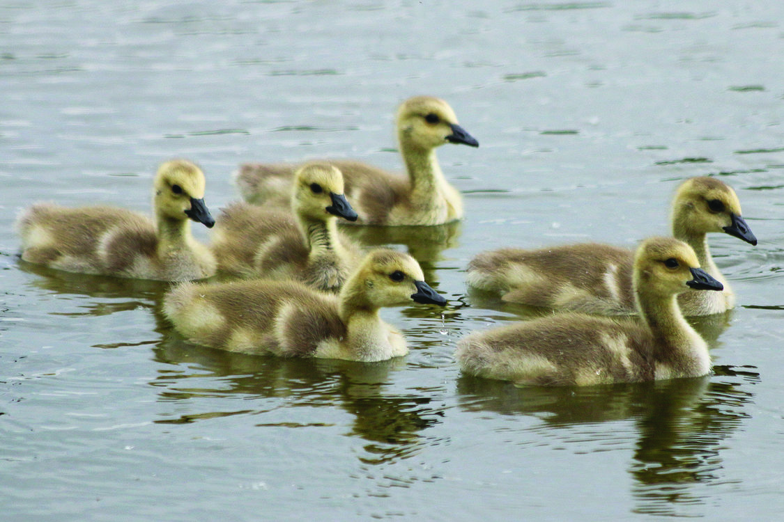 A gaggle of goslings swim atop water.  