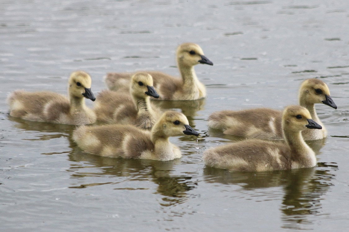 A gaggle of goslings swim atop water.  