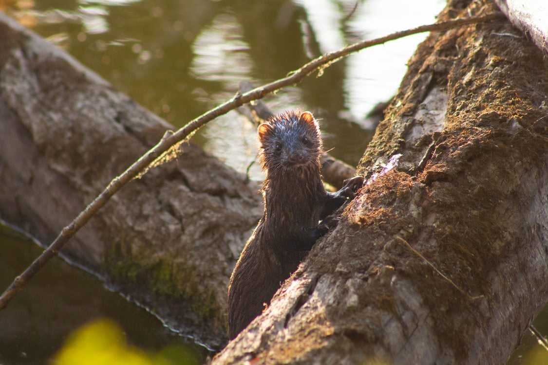 A mink hopping over a fallen log and slightly wet from taking a quick dip in the water.