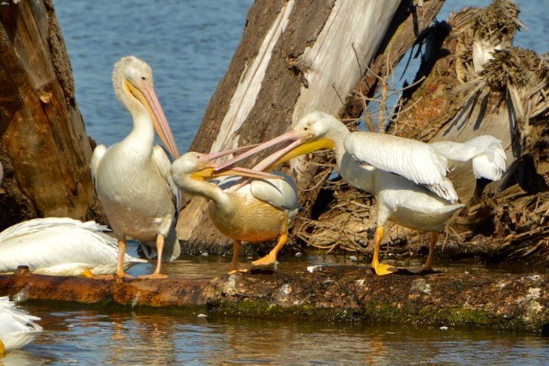 Several pelicans sit on a log in the water at Tualatin River Wildlife Refuge. Two of them have intertwined their beaks. 