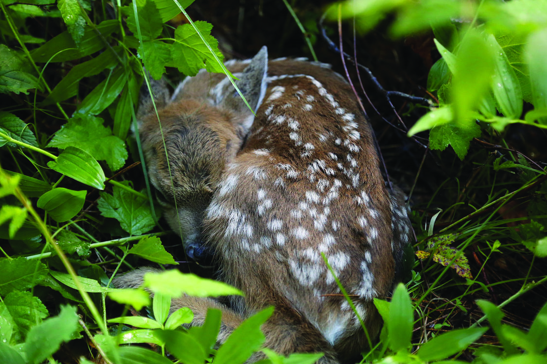 A black tailed fawn is sleeping curled up in some brush.