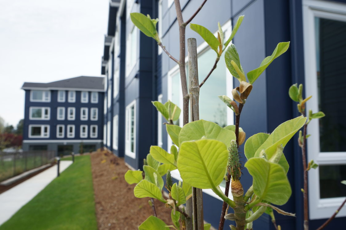 Blue three-story apartment building with sapling tree in the foreground.