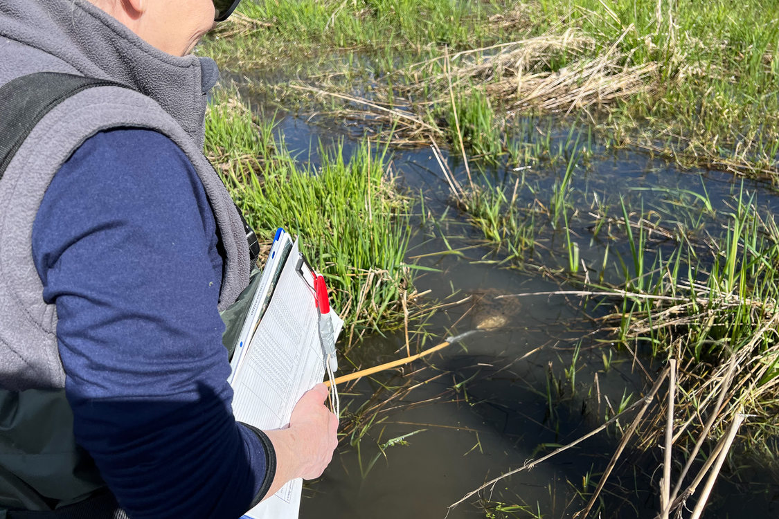 Staff sees an amphibian egg mass at the surface of the pond.