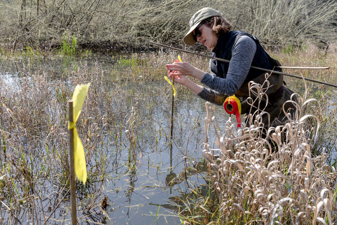 Volunteer tags an amphibian egg mass with a bamboo stick and biodegradable flagging. 