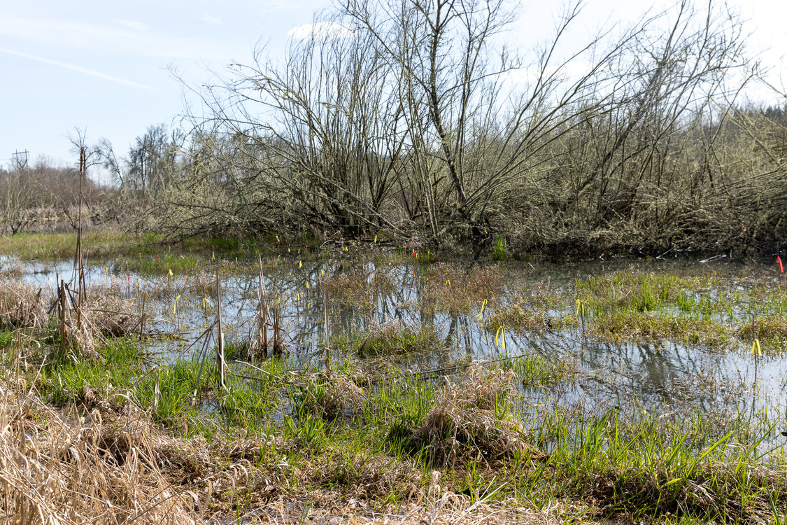 Pond in a natural area marked with flags on sticks to count amphibian egg masses.