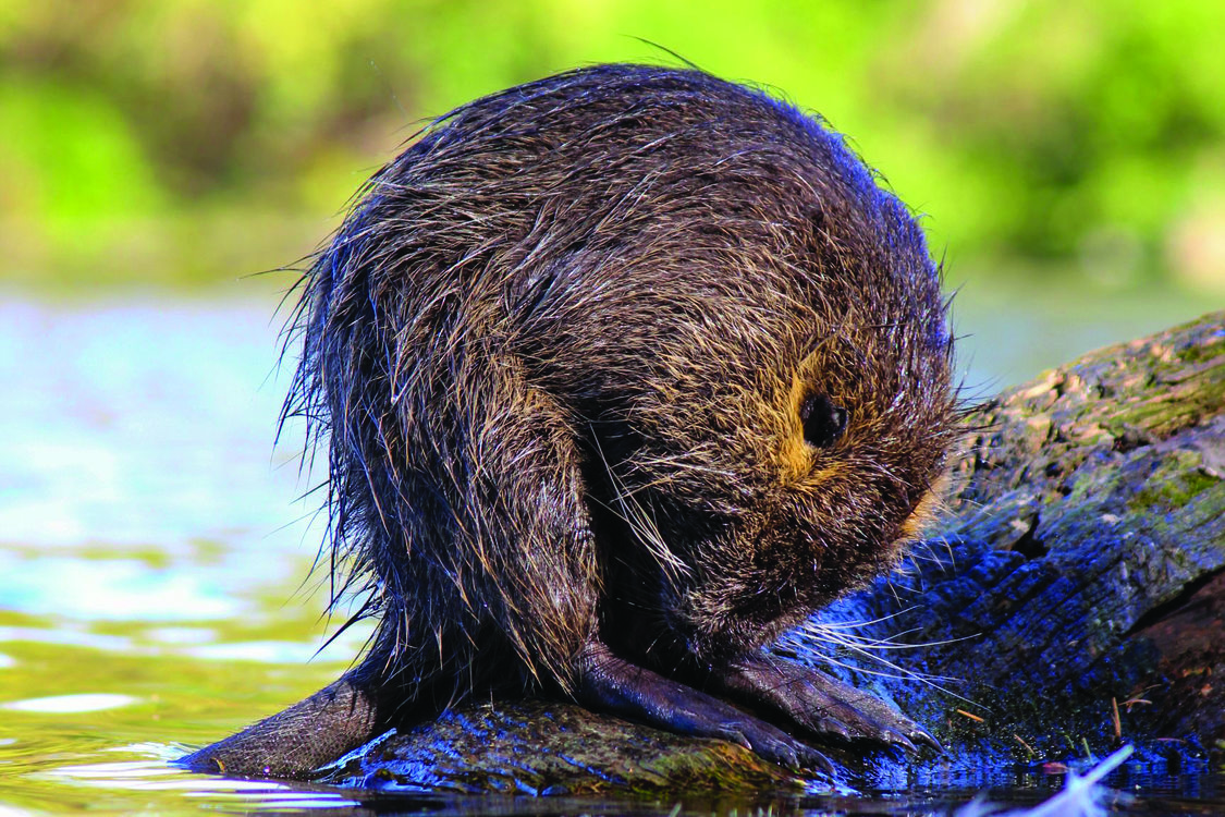 A nutria, a large brown rodent, sits on a log emerging from a stream. 