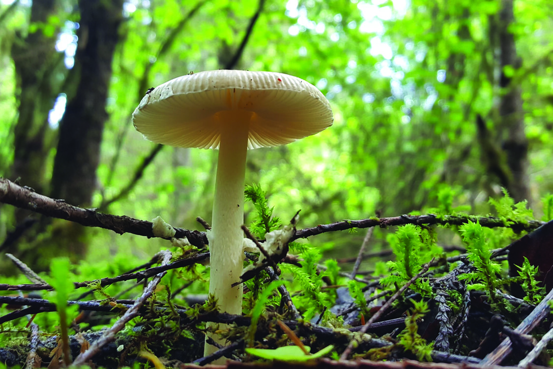 A mushroom emerges from sprouts and sticks on the forest floor. 