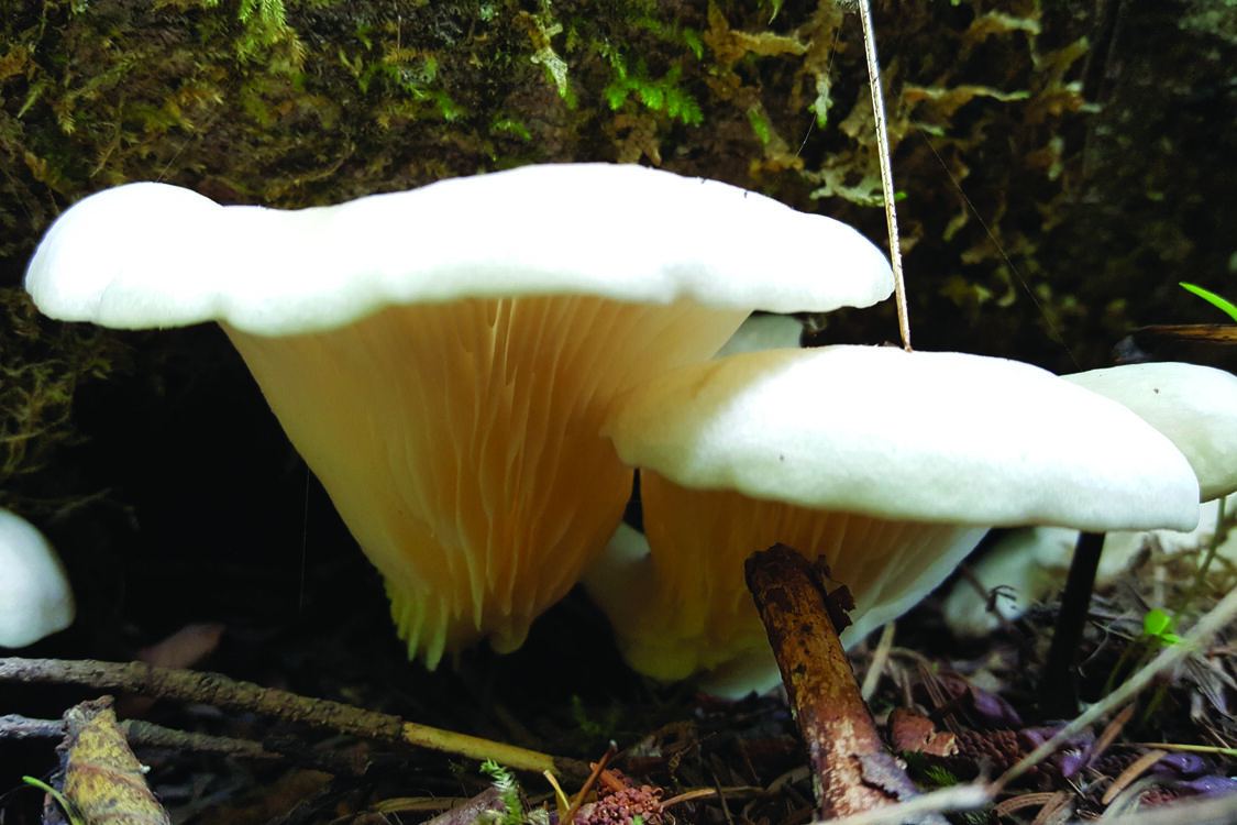 White mushrooms growing on the forest floor. 