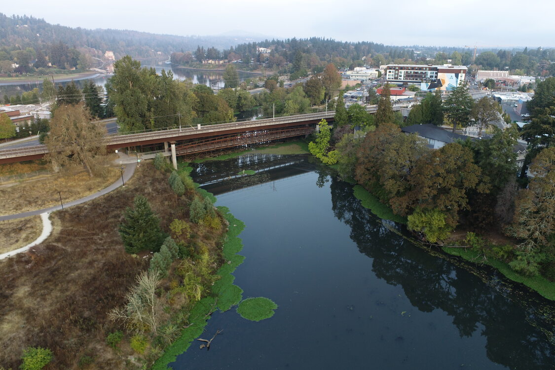 A bridge traverses a creek surrounded by trees, green algae grows on the creeks perimeter. Buildings in downtown Milwaukie can be seen in the background. 