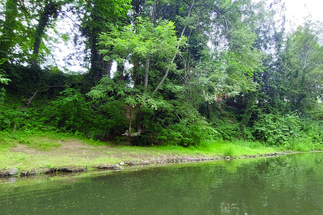 An edge of a river and adjacent rocky bank. The background consists of dense trees, vegetation, and shrubs.