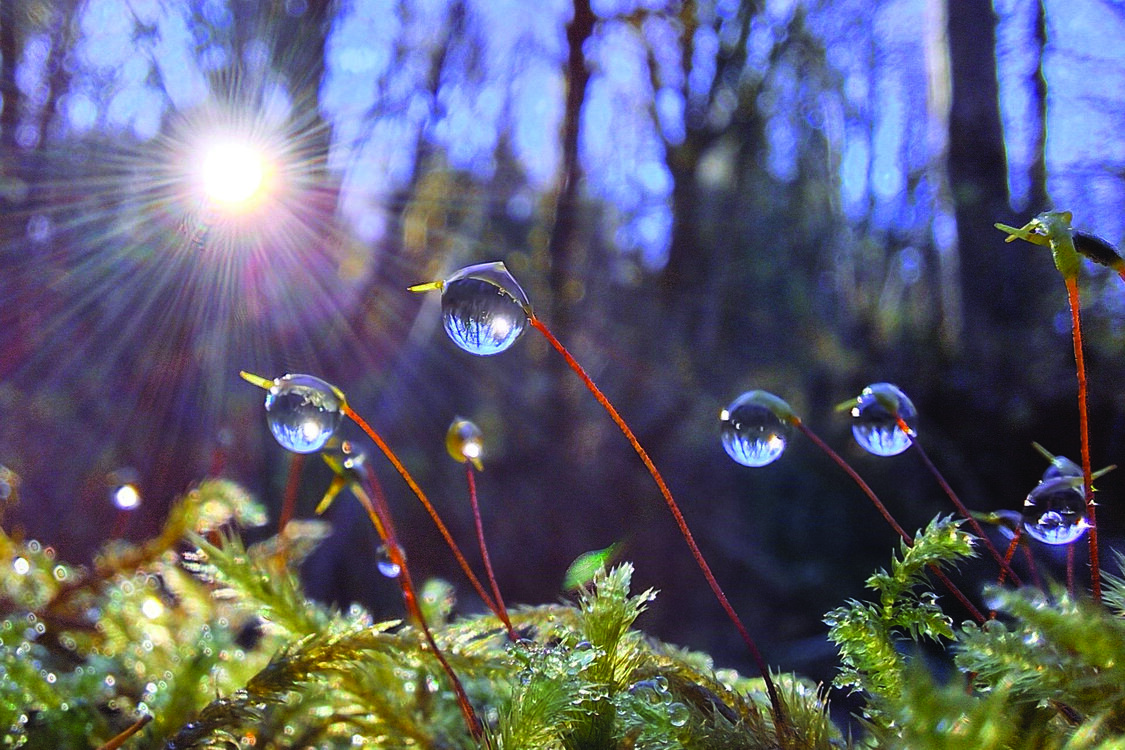 The view is at eye level with small shrubs looking up towards larger trees partially blocking the sun. The sun is reflected in spherical dew drops hanging from thin red stems emerging from the greenery. 