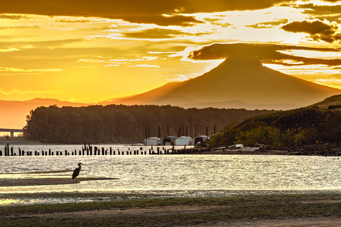 in the foreground the silhouette of a heron stands against rippling riverwater, from which broken pilings emerge, while Mount Hood rises in the background, its peak capped with a small cloud that's suffused with the golden light of sunrise