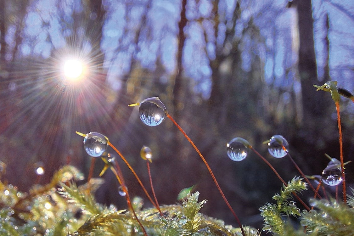 closeup of dewdrops on moss as the sun shines through forest behind them