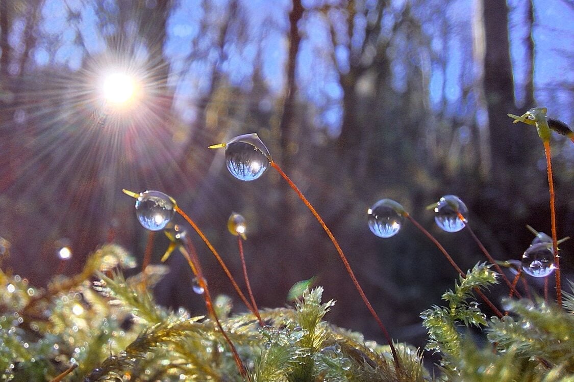 Beads of dew reflecting the morning sunlight.