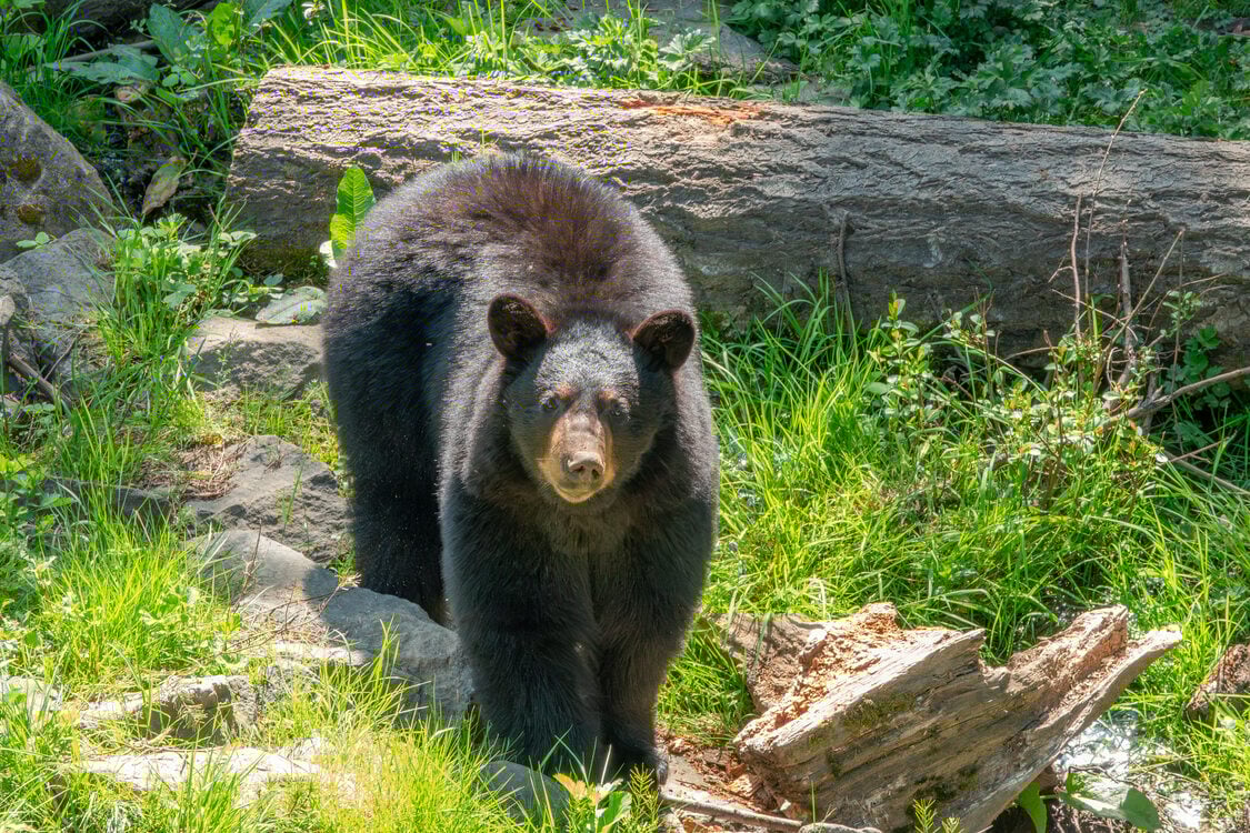 a black bear seen head-on among grass and logs