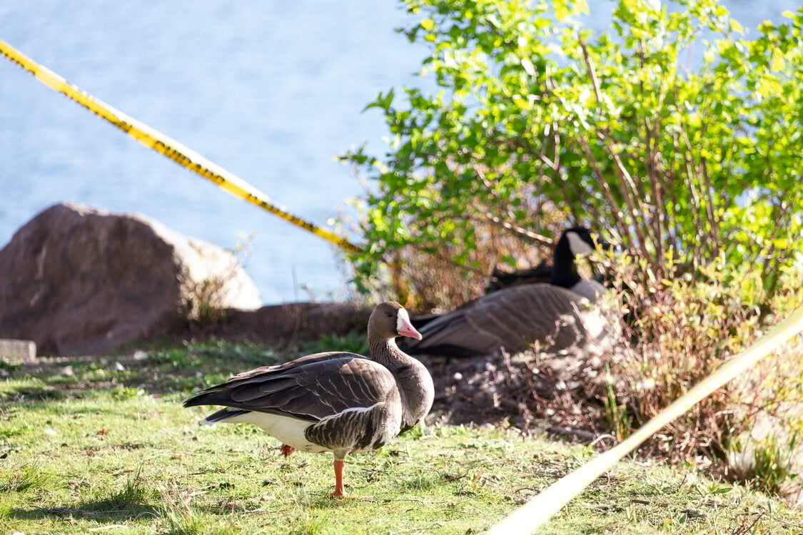 a brown goose with orange bill stands in front of a nesting Canada goose, their nest protected by caution tap