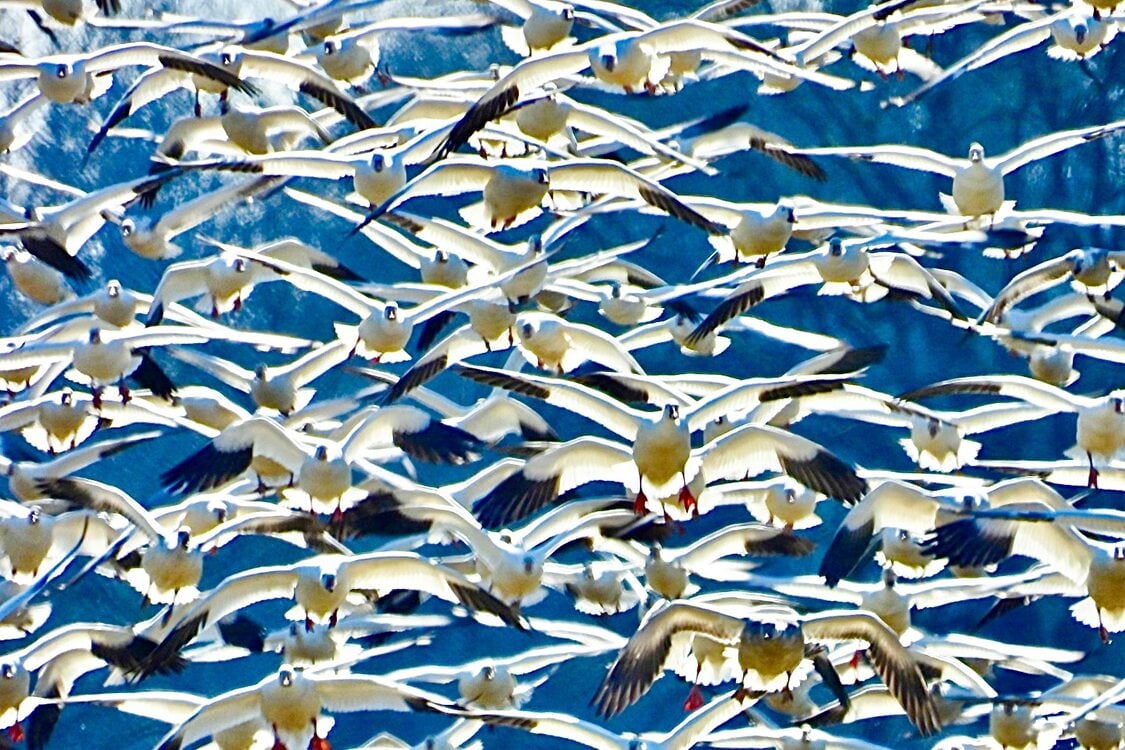 Flock of snow geese flying at Sauvie Island.